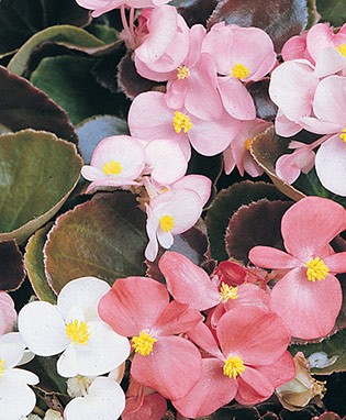 Begonia