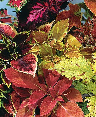 Coleus