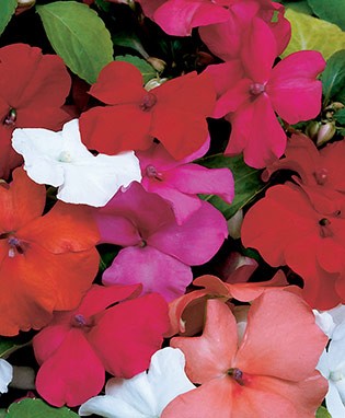 Impatiens