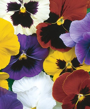 Pansy